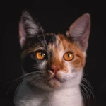 A calico cat