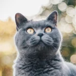 A gray cat